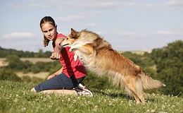 Großteil der Hunde in Deutschland ist nicht versichert