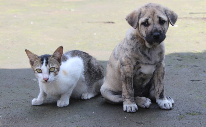 Wuff statt Miau – Hunde beliebter als Katzen