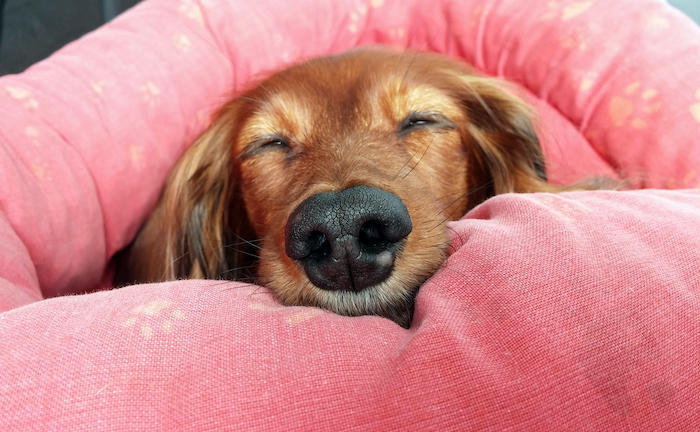 Haustier-Boom dank Corona – diese Versicherungen brauchen Vierbeiner