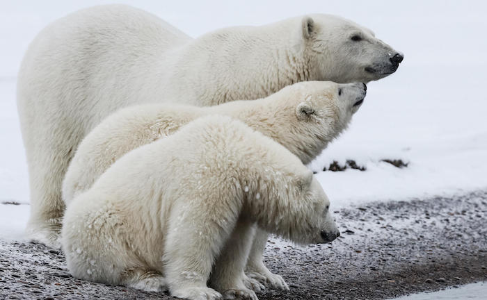 Nachhaltigkeit als Motor – Fondswirtschaft blickt optimistisch auf 2022