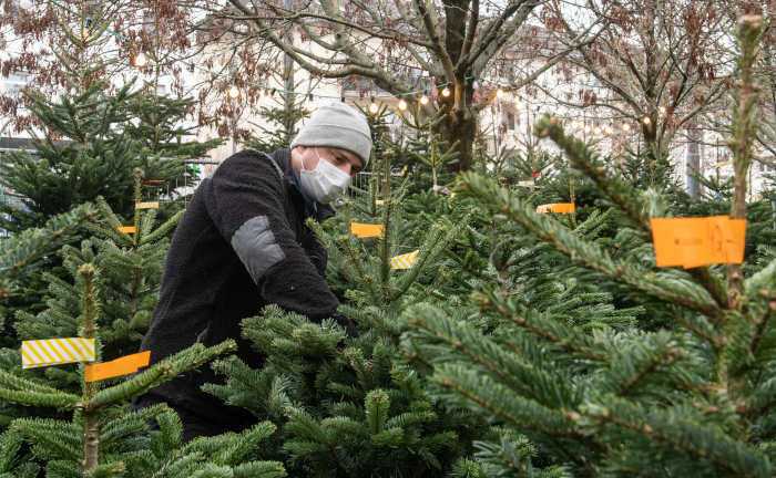 Zahlen und Fakten rund ums Weihnachtsfest