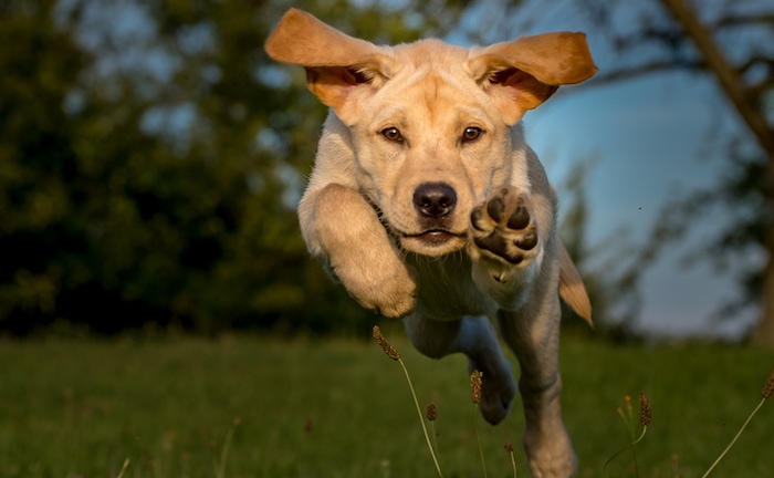 Das sind die liebsten Hunderassen der Deutschen