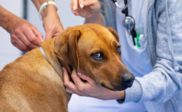 Die zehn häufigsten Krankheiten beim Hund