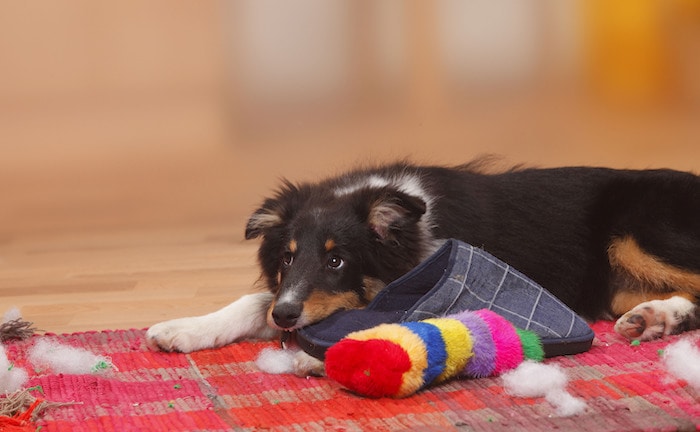 Wo die Hundehaftpflichtversicherung Pflicht ist