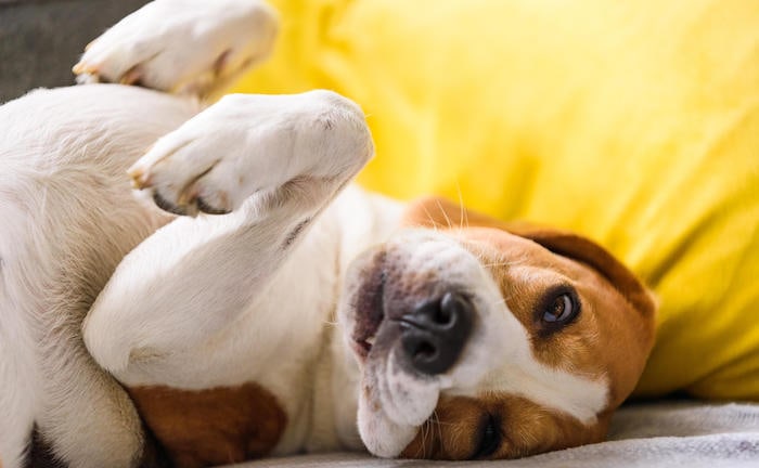 Jeder dritte Hund leidet unter Bewegungsmangel