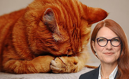 Wie man artgerecht mit dem bAV-Kater umgeht