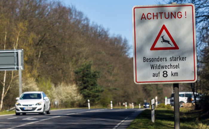 Versicherer warnen vor saisonal erhöhtem Wildwechsel