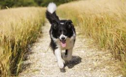 Jeder Zweite bereut Hundekauf