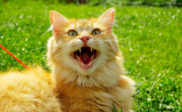 Das sind die häufigsten Operationen bei Katzen