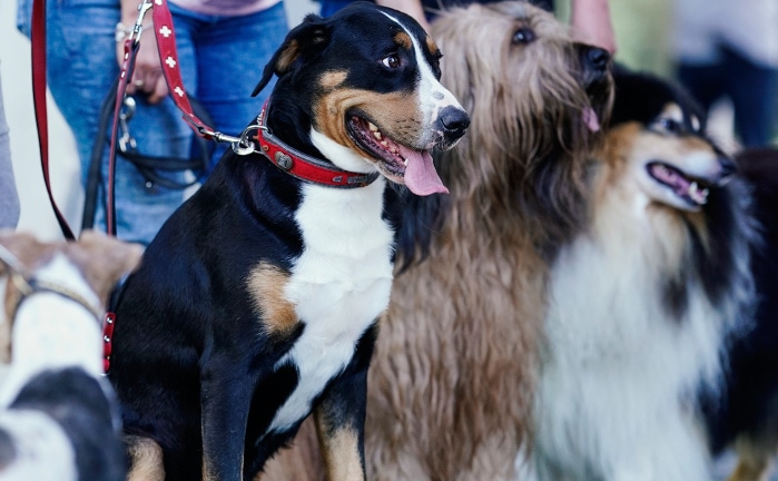 Was das tierische Familienmitglied kostet
