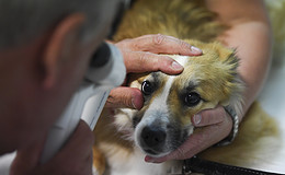 Warum eine Versicherung für den Hund so wichtig ist
