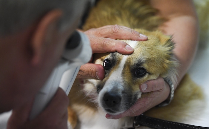 Warum eine Versicherung für den Hund so wichtig ist
