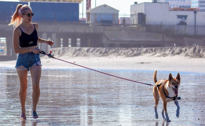 Wer haftet, wenn jemand anderes den Hund Gassi führt?