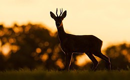 So verhindern Sie einen Wildunfall