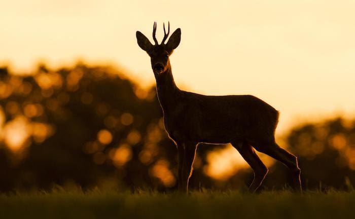 So verhindern Sie einen Wildunfall