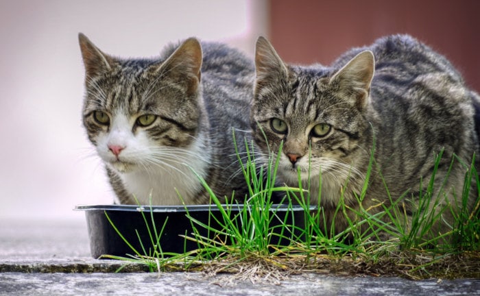 Drei neue schräge Fälle aus dem Gerichtssaal