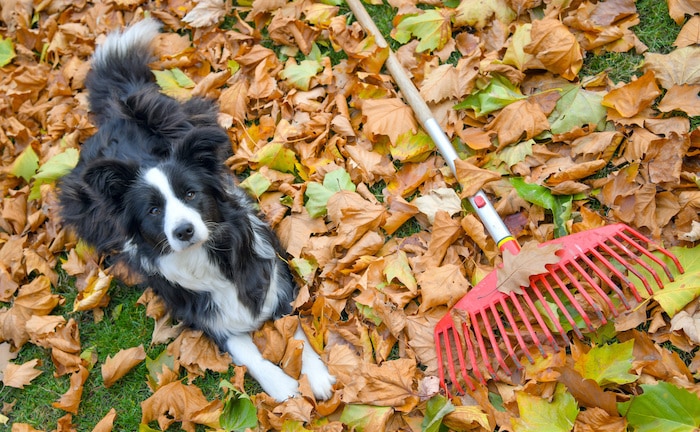 Wer im Herbst zur Harke greifen muss