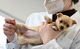 So groß ist das Potenzial im Tierversicherungsmarkt