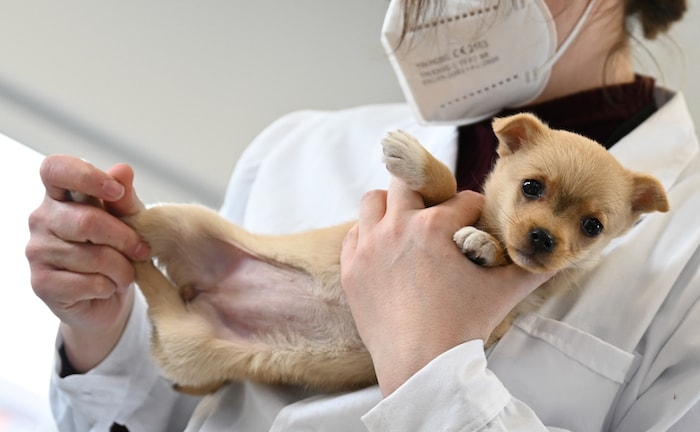 So groß ist das Potenzial im Tierversicherungsmarkt