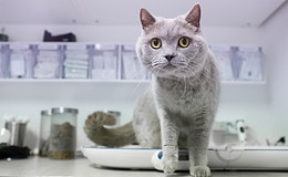 Tierarztbesuche werden teurer