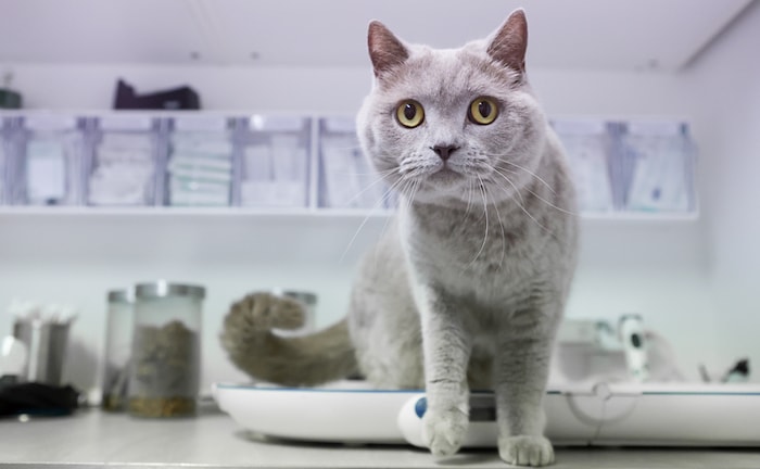 Tierarztbesuche werden teurer