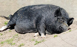 Arag schildert drei kuriose Urteile aus dem Alltag