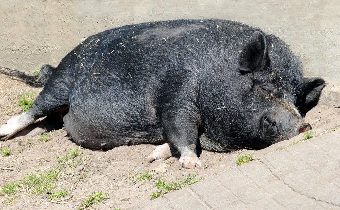 Arag schildert drei kuriose Urteile aus dem Alltag