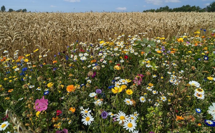 Versicherer wollen Vertriebspartner bei Nachhaltigkeit unterstützen 