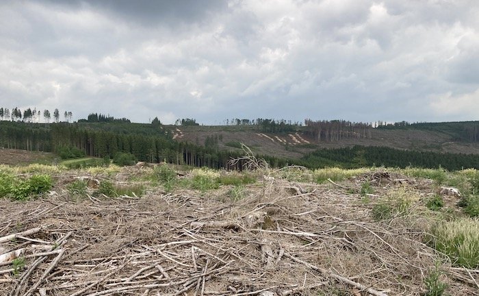 Nachhaltige Versicherungen kennen die meisten Deutschen nicht