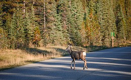 Wildunfallgefahr im Frühling am höchsten