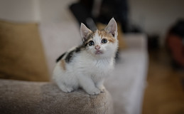 So viel lassen sich Katzenhalter den Tierarztbesuch kosten