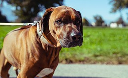 Diese Privat- und Tierhalterhaftpflichtversicherungen mögen Vema-Makler