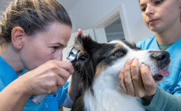 Viele Hundehalter fürchten höhere Kosten beim Tierarzt