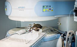 Alles für die Katz – warum Tierversicherungen wichtiger werden   