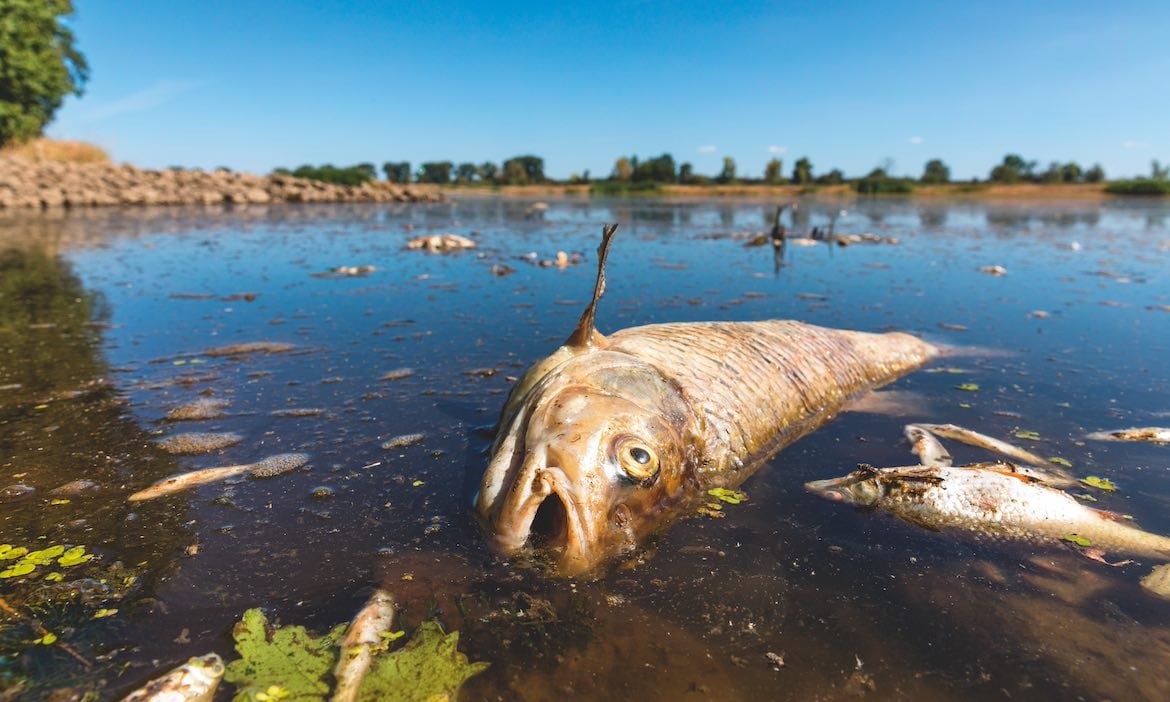 Wie sich Firmen vor dem Haftungsrisiko bei Umweltschäden schützen können