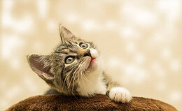 Welche Tierversicherer am schnellsten und besten antworten