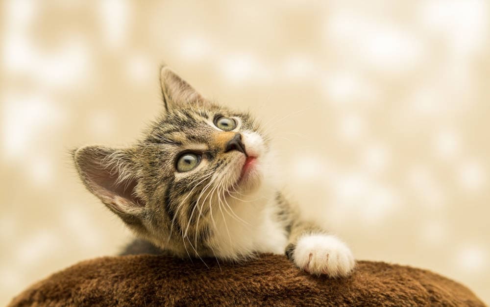 Welche Tierversicherer am schnellsten und besten antworten