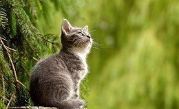 Viele Haustiere noch immer nicht versichert