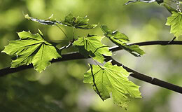 Grüne Finanzprodukte sollen für höhere Renditen sorgen