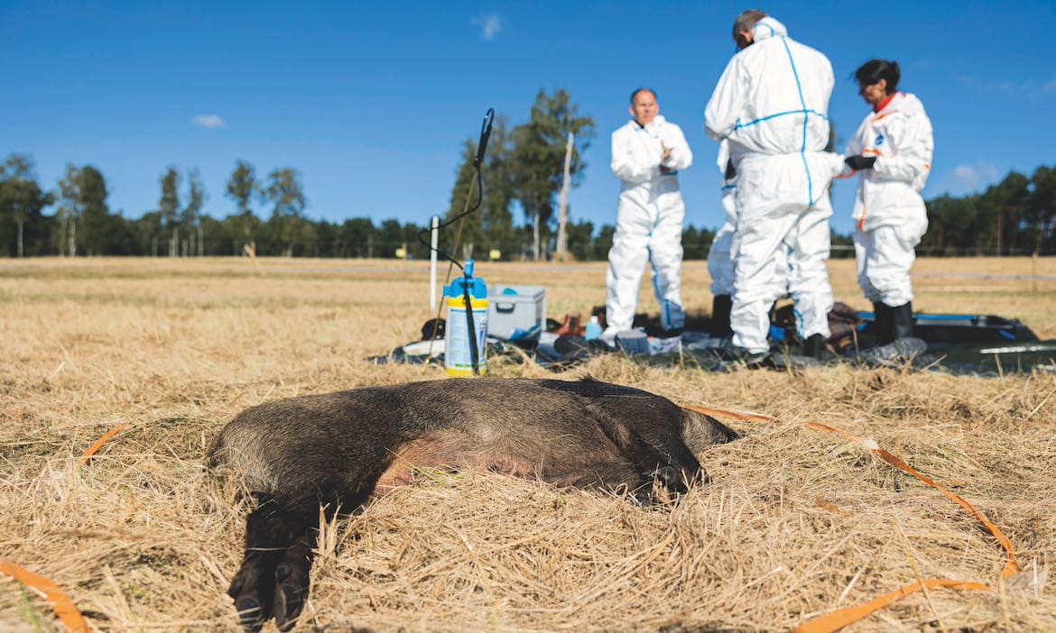 Landwirte versichern: Wenn die Tierseuche zuschlägt