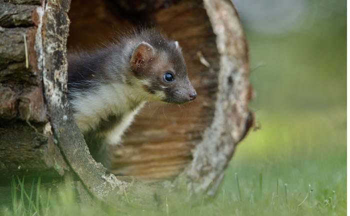 So können Autofahrer Marderbisse verhindern