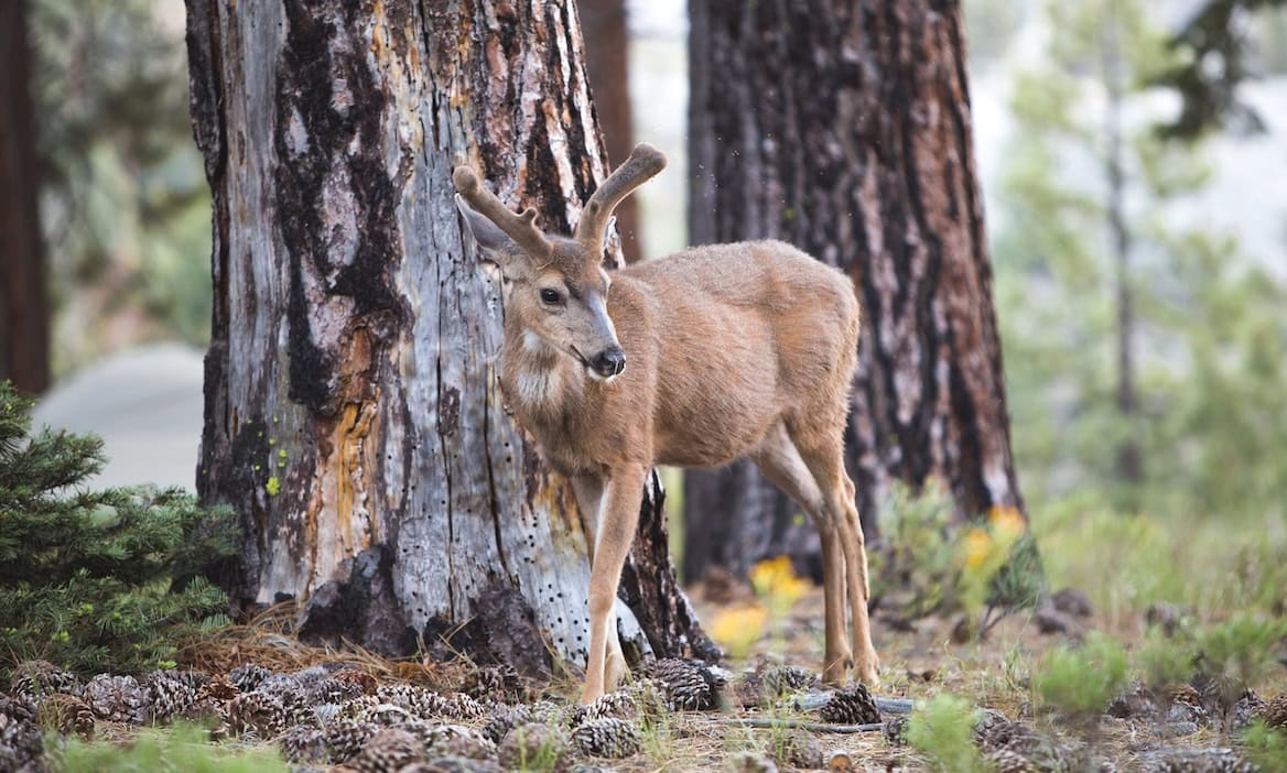 Wildunfall: Durchschnittlicher Schaden beträgt 3.850 Euro