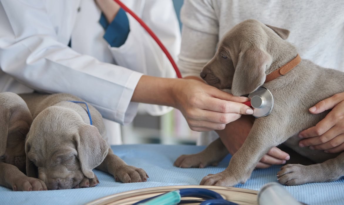 Das sind die besten Tierhalterhaftpflicht-Tarife 2025