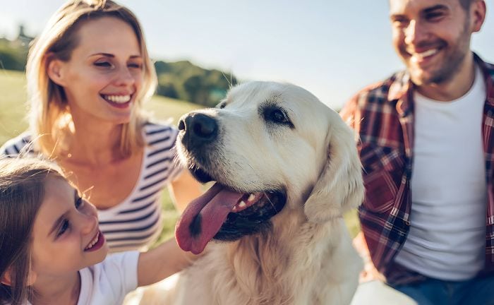 Das gewaltige Potenzial der Tierversicherung