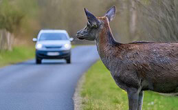 Warum Wildunfälle immer teurer werden