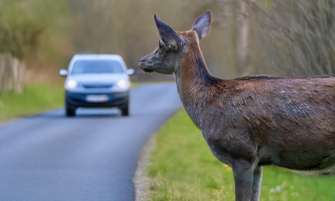 Warum Wildunfälle immer teurer werden