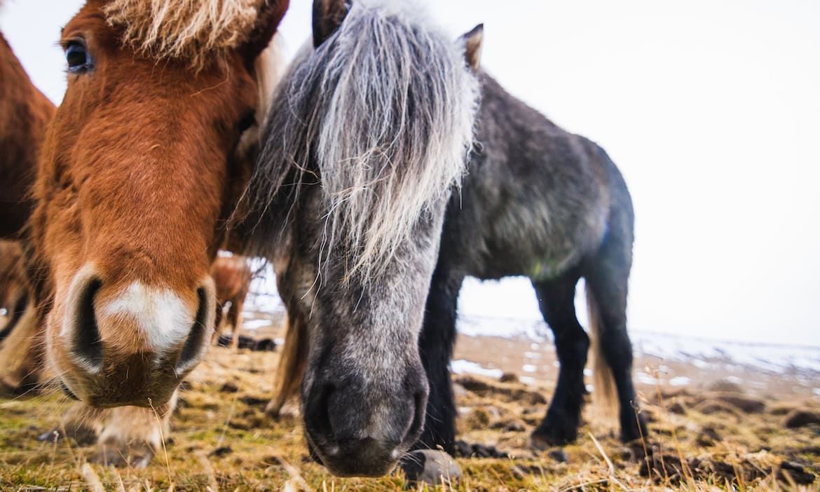 Zwei Pferde am Strand, Nahaufnahme, Natur, Tierfotografie.