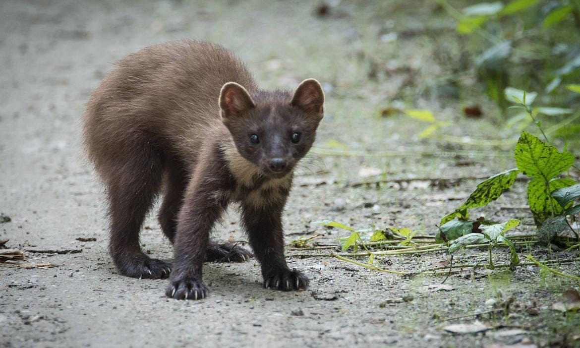 Marder auf der Straße während der Marder-Saison, Gefahr für Autofahrer.