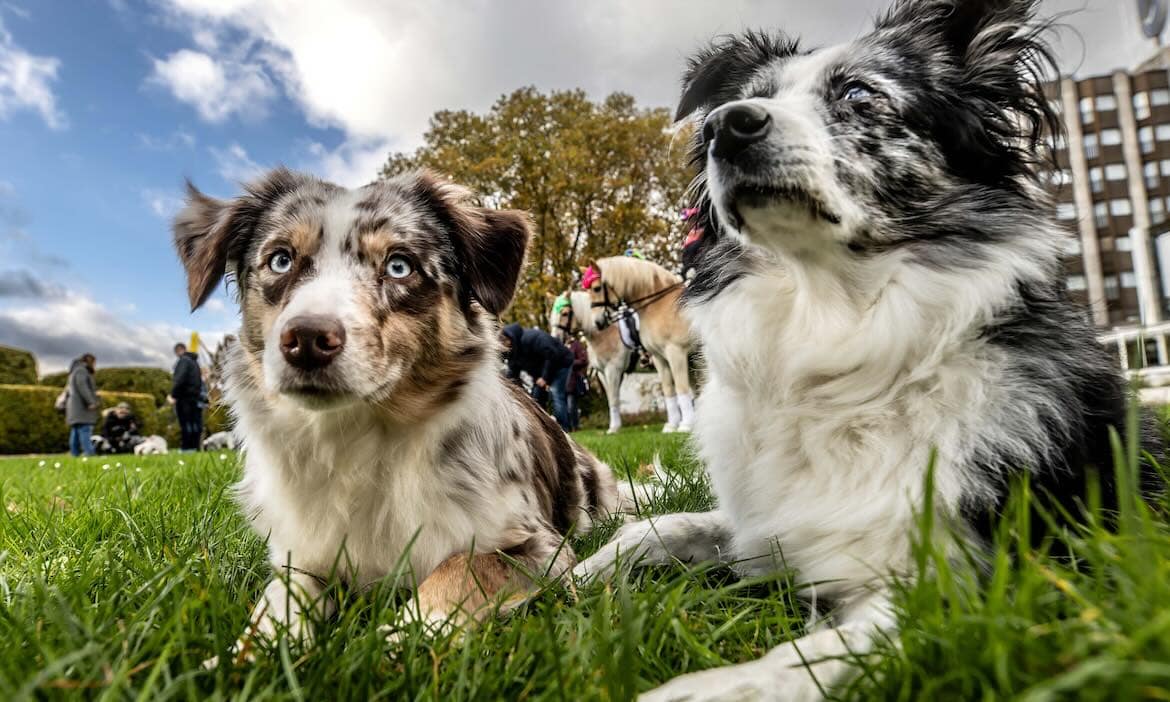 Zwei Hunde ruhen auf einer Wiese, im Hintergrund andere Tiere und Menschen bei einem Ausflug.