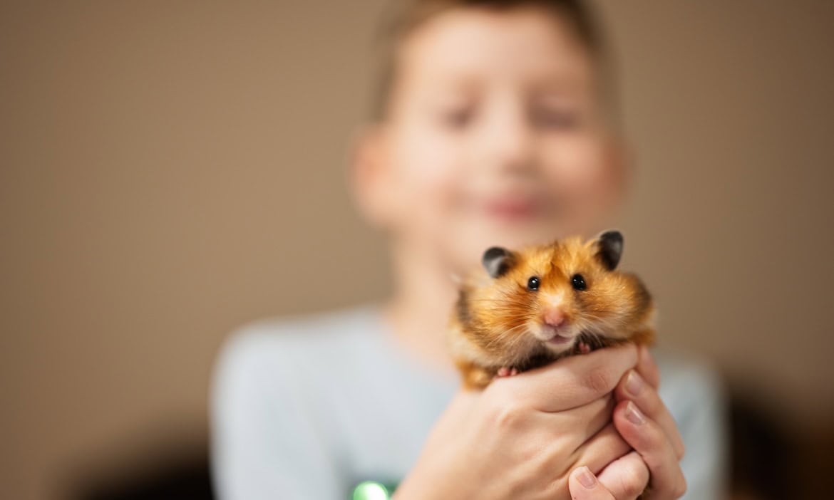 Hamster in Kinderhand, Nahaufnahme, Haustier, Tierliebe.